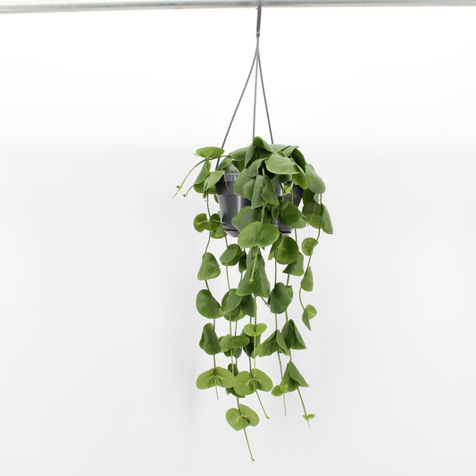 Zeur Niet, kwekerij Dischidia platyphylla Pack of 4