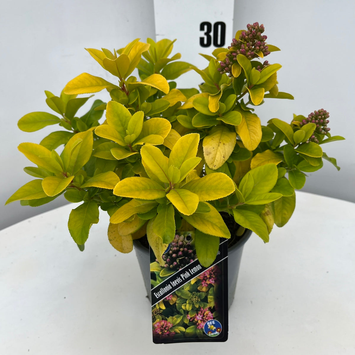 Escallonia Pink Lemon 30cm 17cm Pot