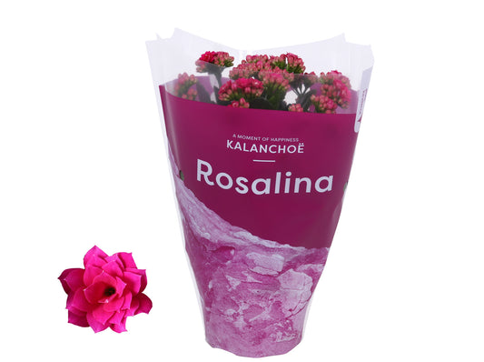 Kalanchoe Rosalina Don Victorio 27cm 12cm Pot