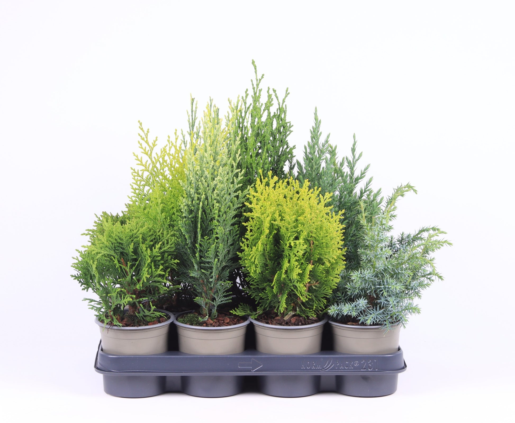 Conifer mix 30cm 11cm Pot