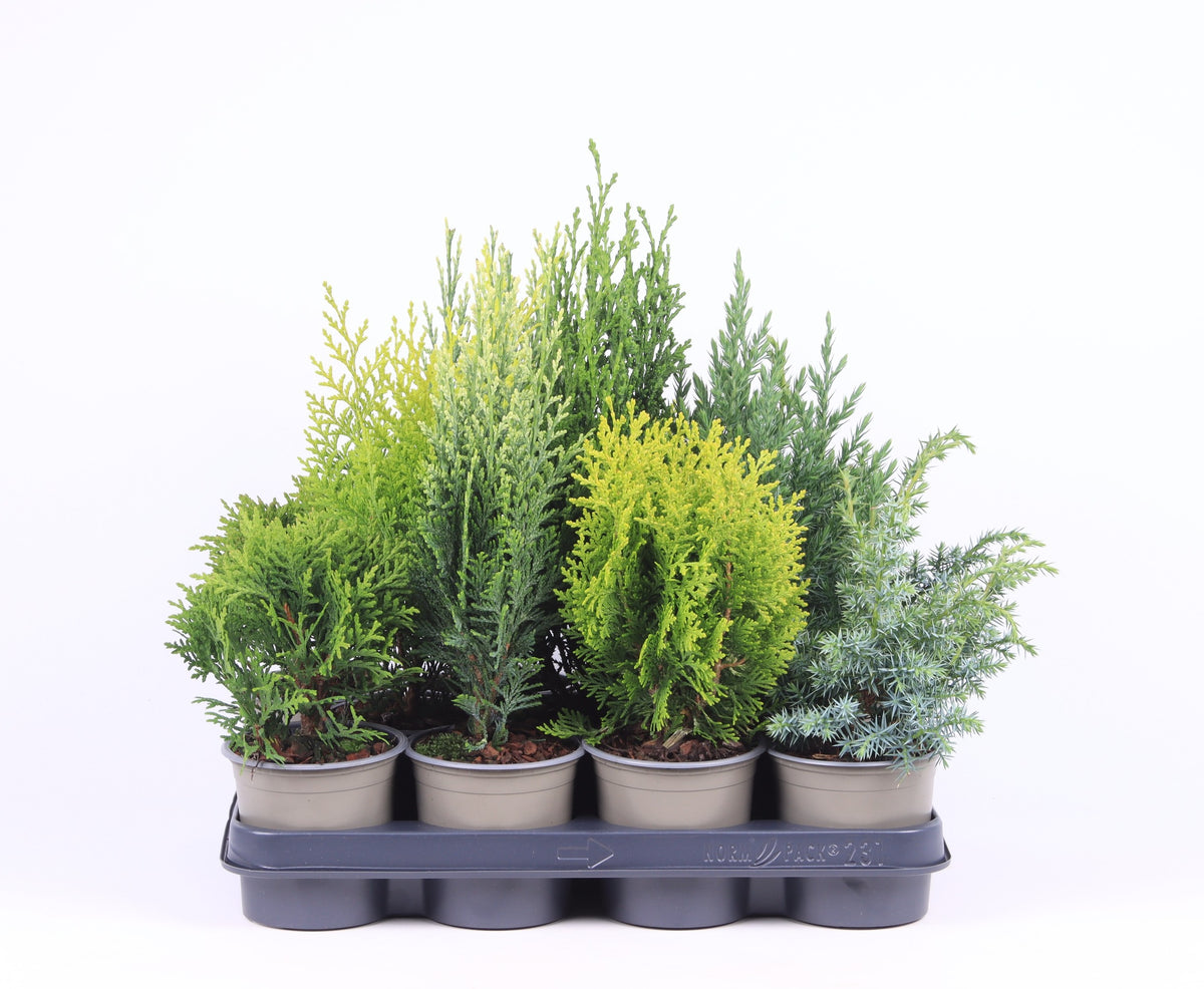 Vredebest, Kwekerij Conifer mix Pack of 11