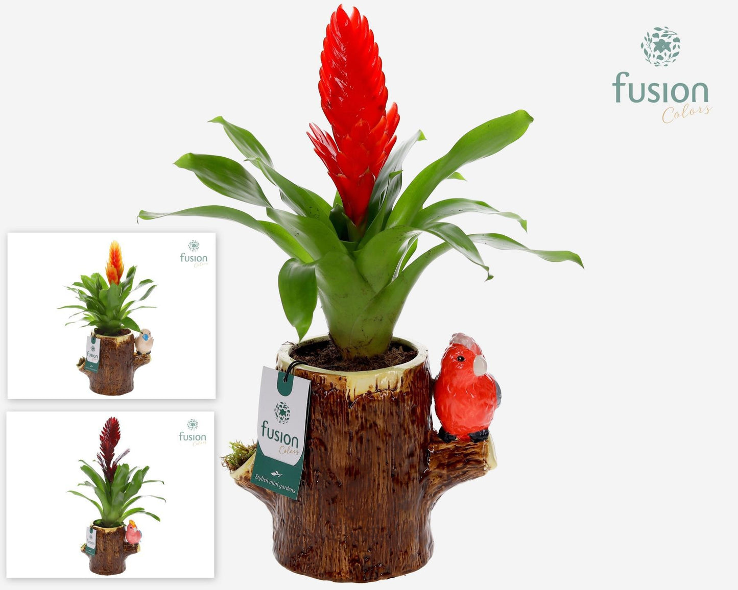 arr. Bromelia 55cm 19cm Pot
