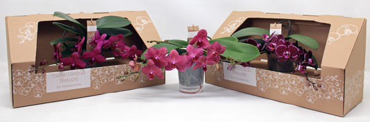 Phalaenopsis red 35cm 12cm Pot