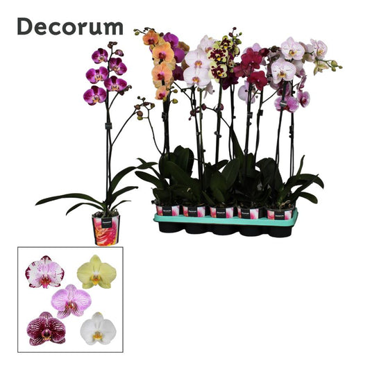 Phalaenopsis mix 75cm 12cm Pot