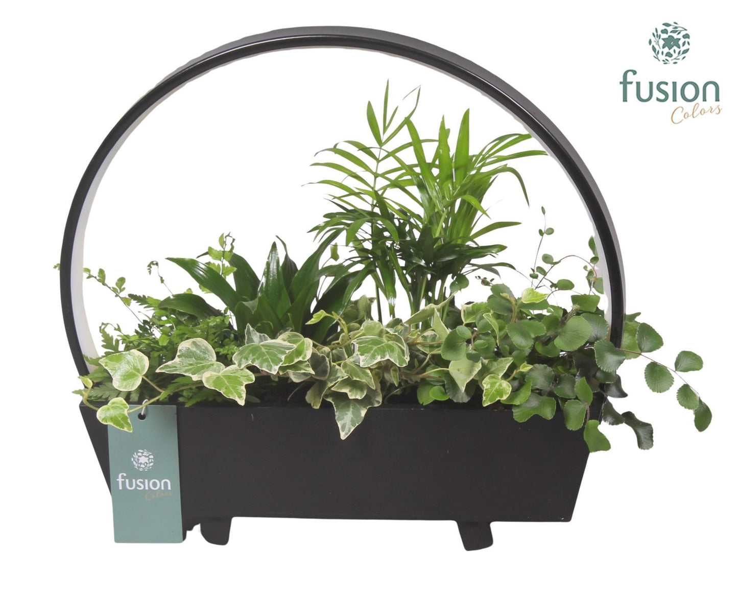 Fusioncolors BV Houten Tafellamp LED boog hout met Arrangement 6pp Pack of 3