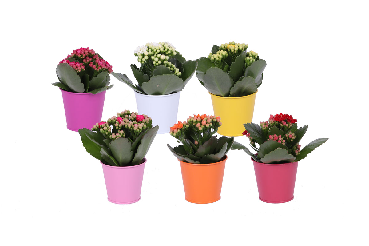 Kalanchoe Rosalina mix 12cm 6cm Pot
