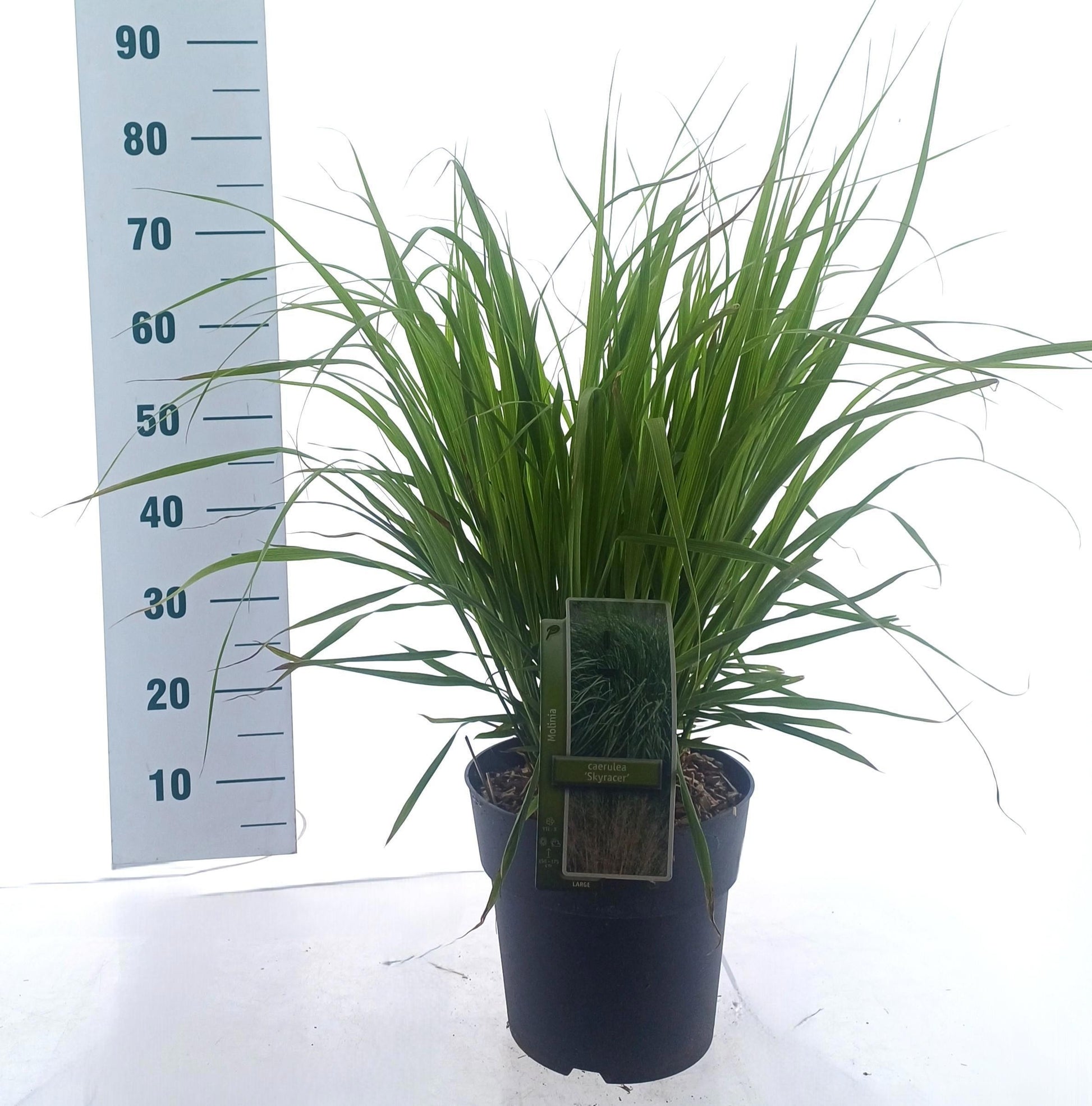 Molinia arundinacea 35cm 23cm Pot