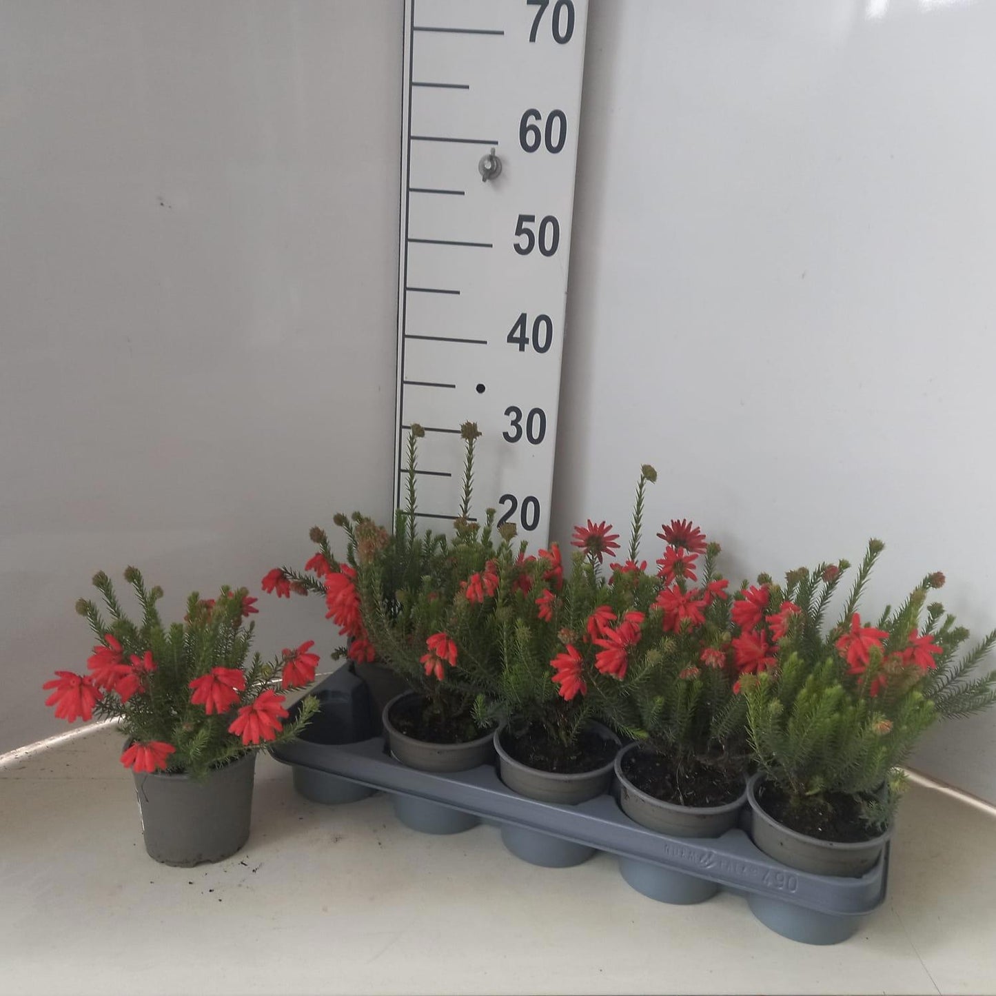 Erica carnea mix 20cm 12cm Pot