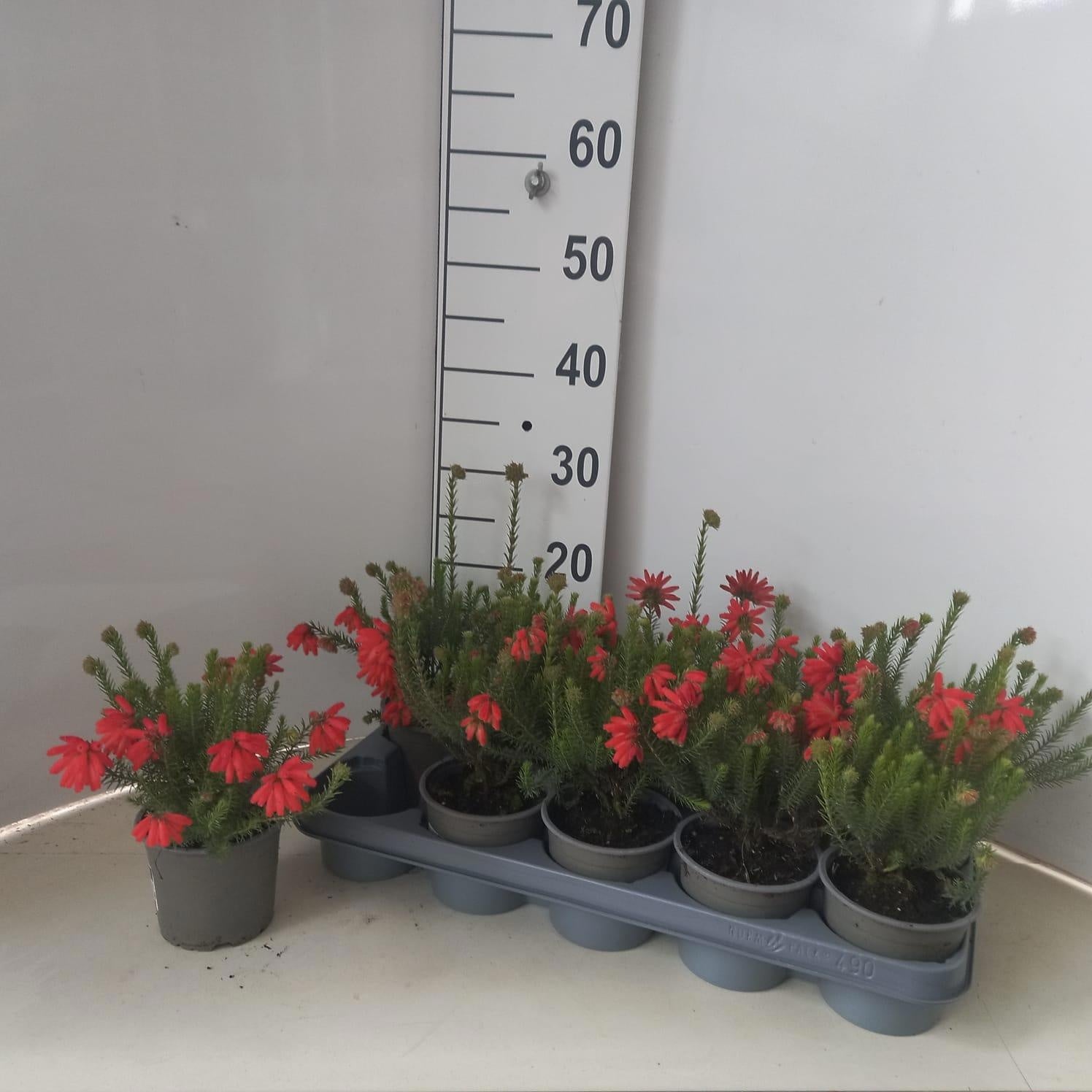 Erica carnea mix 20cm 12cm Pot