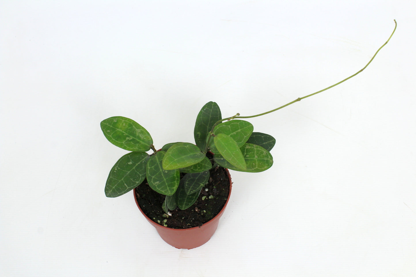 Hoya australis 15cm 12cm Pot
