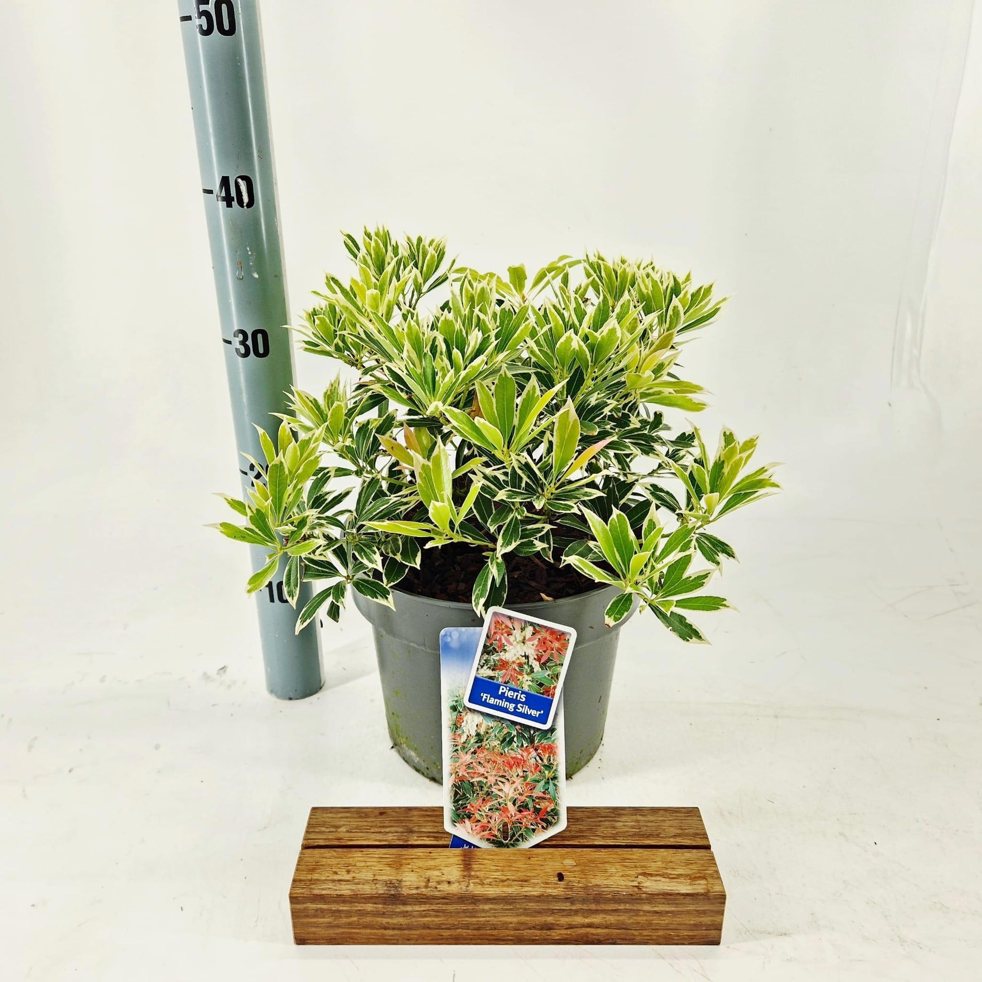 Pieris japonica Flaming Silver 35cm 23cm Pot