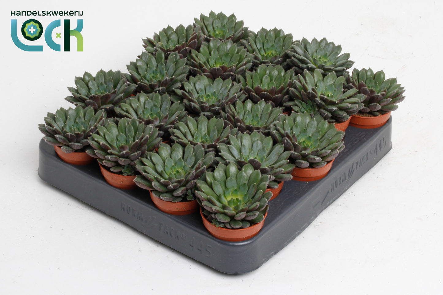 Echeveria Hybrid 8cm 5.5cm Pot