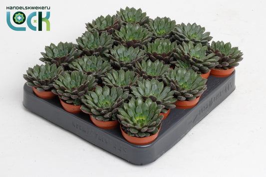 Echeveria Hybrid 8cm 5.5cm Pot