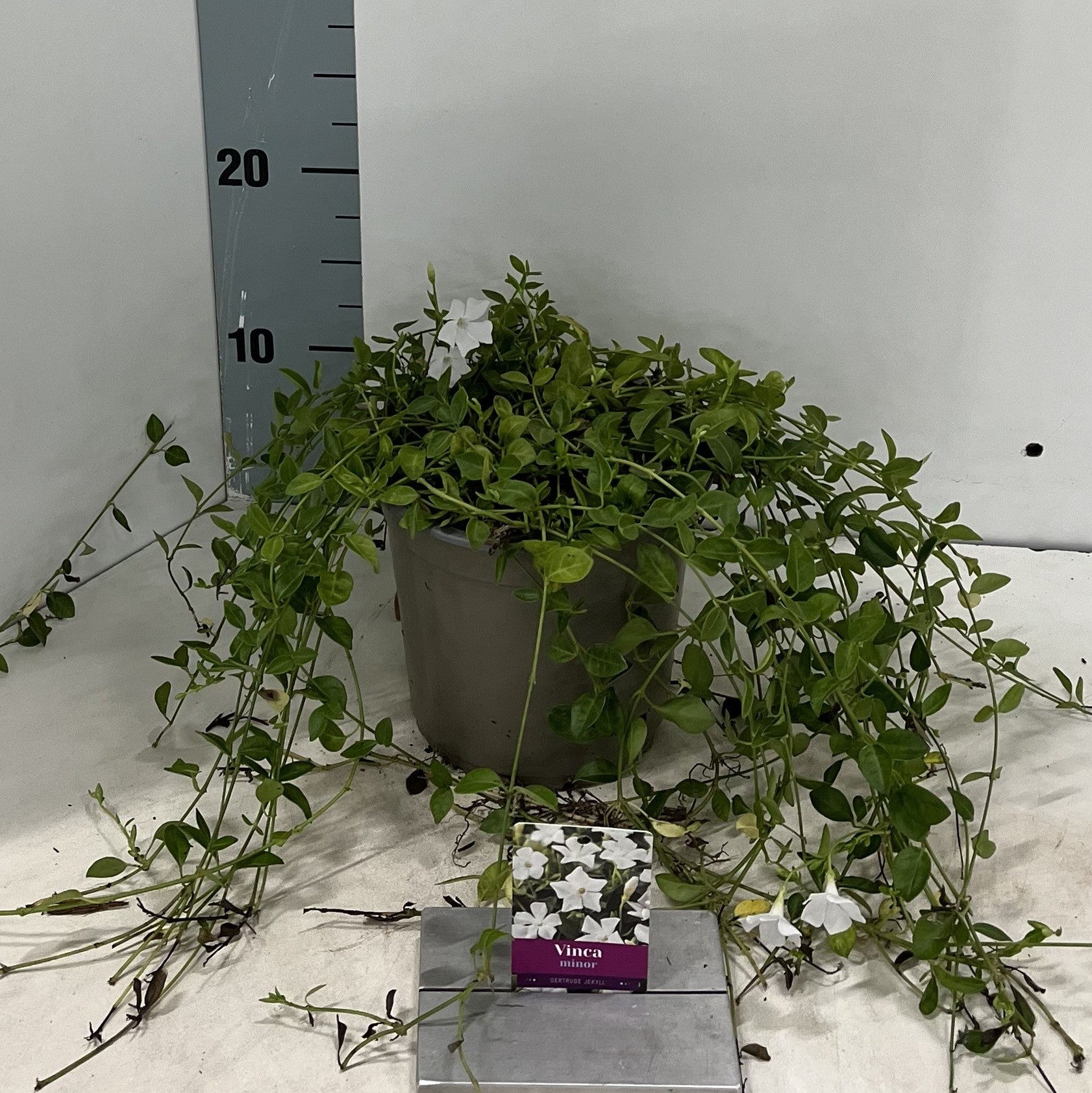 Vinca minor Gertrude Jekyll 15cm 15cm Pot