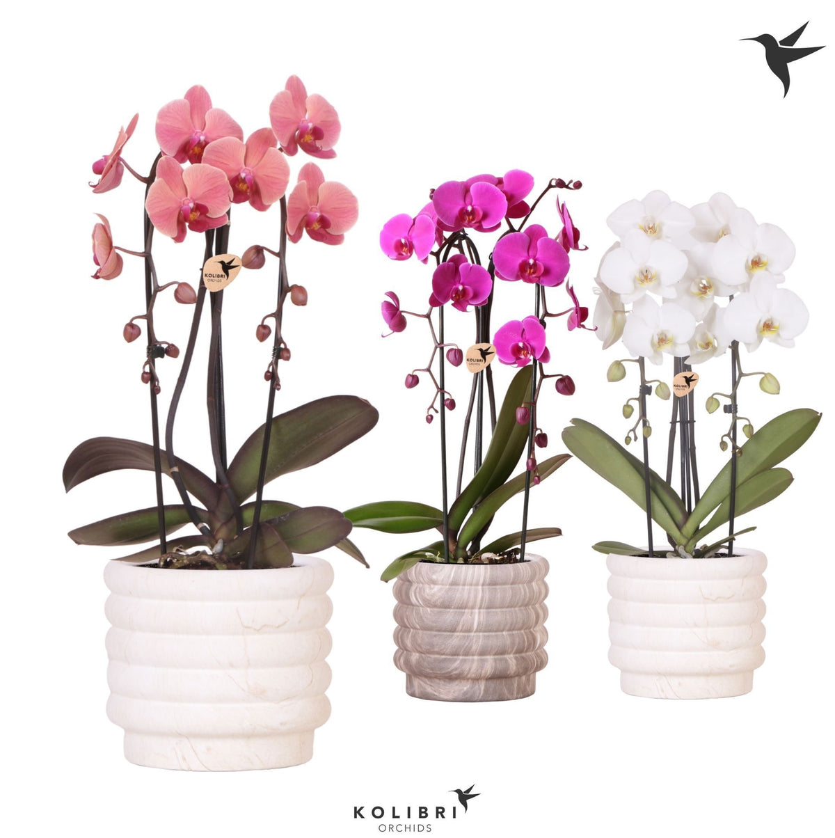 Phalaenopsis Elegant cascade 50cm 12cm Pot