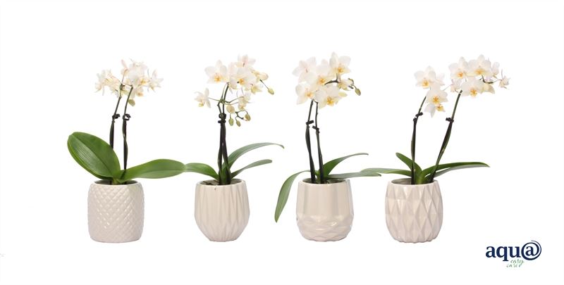Phalaenopsis hybrid 17cm 6cm Pot
