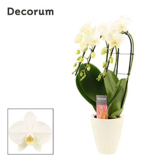 Phalaenopsis white 50cm 12cm Pot