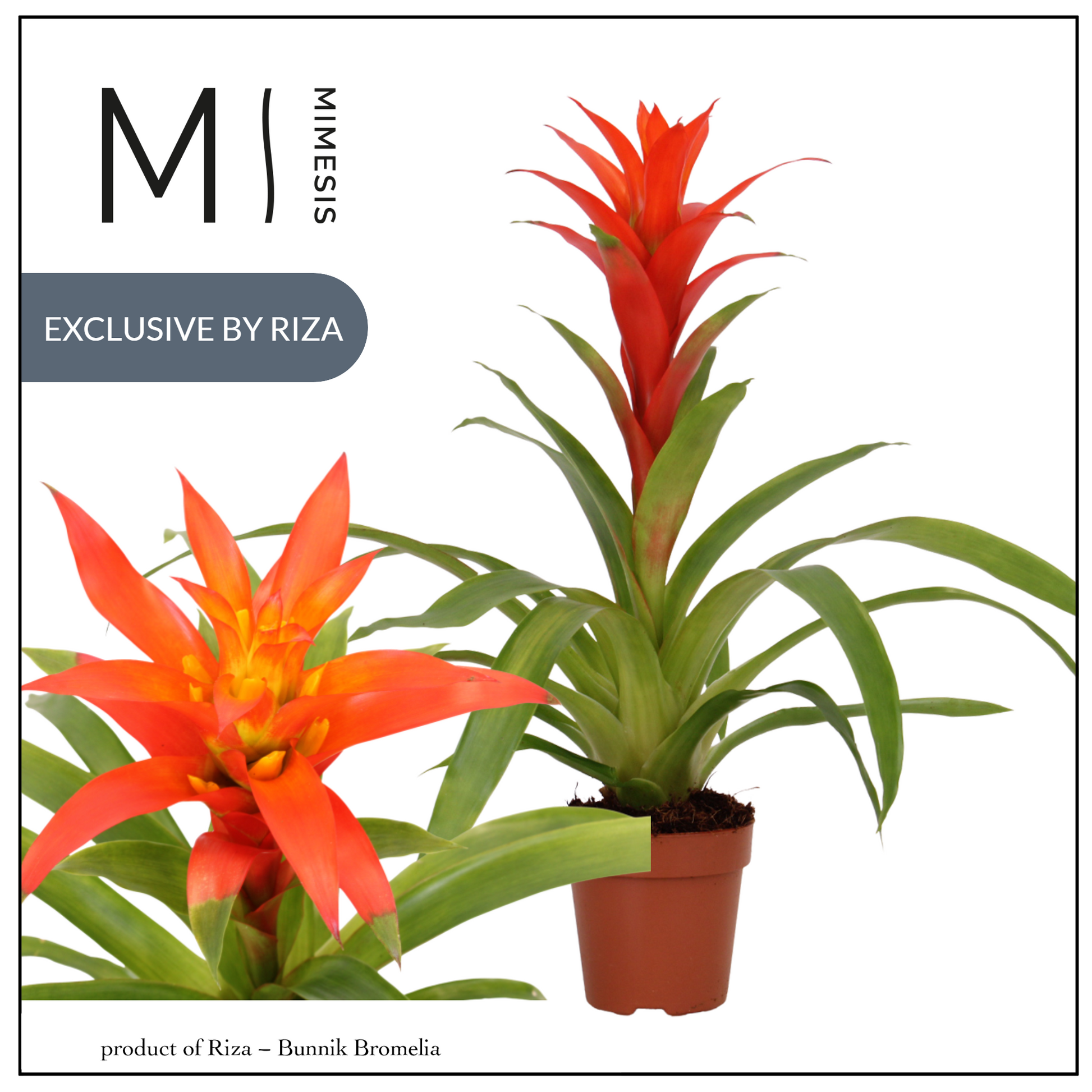 Guzmania Suerte Orange 48cm 12cm Pot