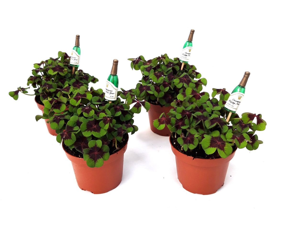 Oxalis deppei 15cm 9cm Pot