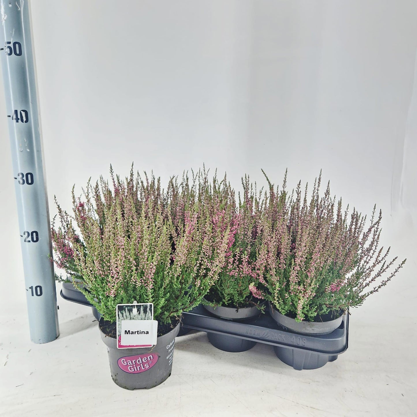Calluna Garden Girls Martina 25cm 13cm Pot