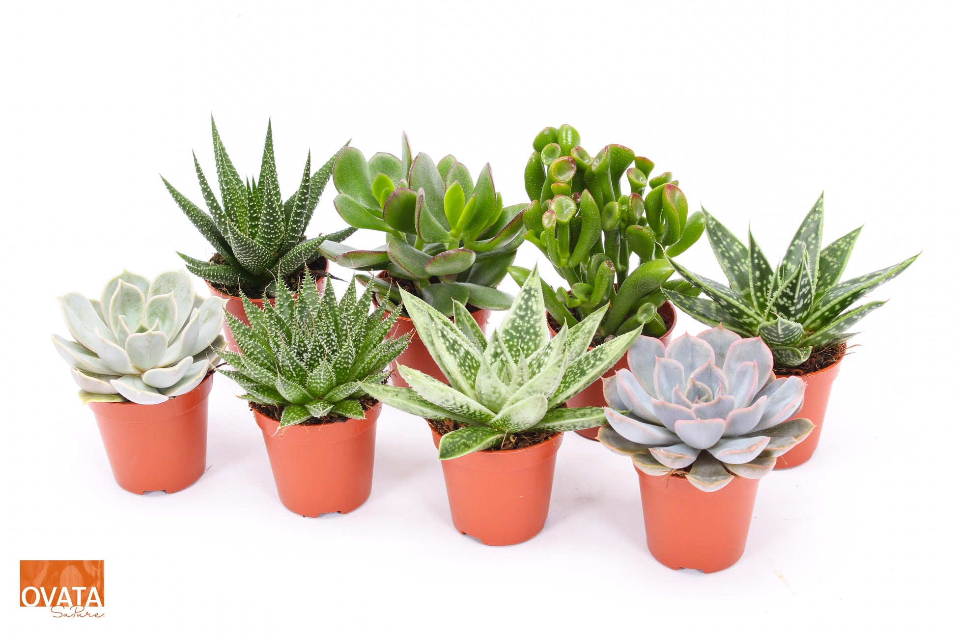 Succulent mix 7cm 5.5cm Pot