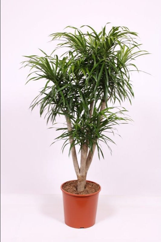 Dracaena ref. Anita 150cm 30cm Pot