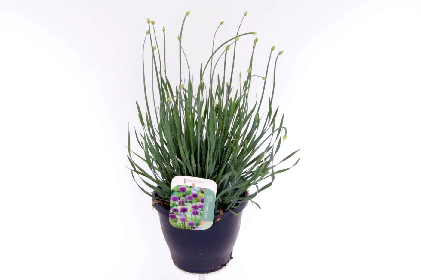 Allium mix 60cm 23cm Pot