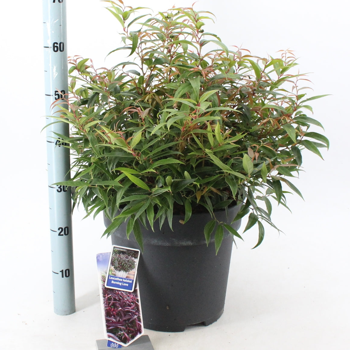 Leucothoe keiskei Burning Love 50cm 32cm Pot