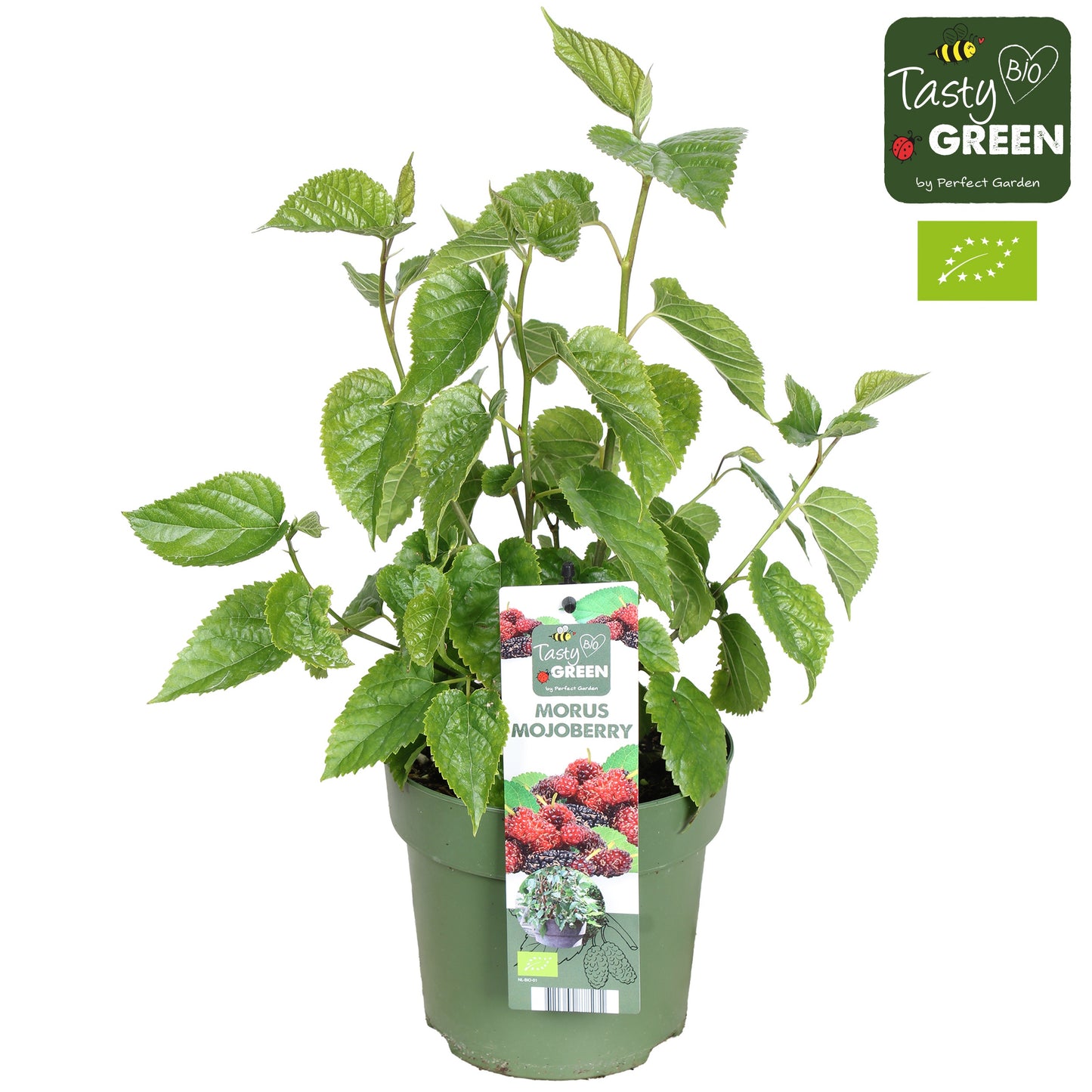 Morus nigra 40cm 14cm Pot