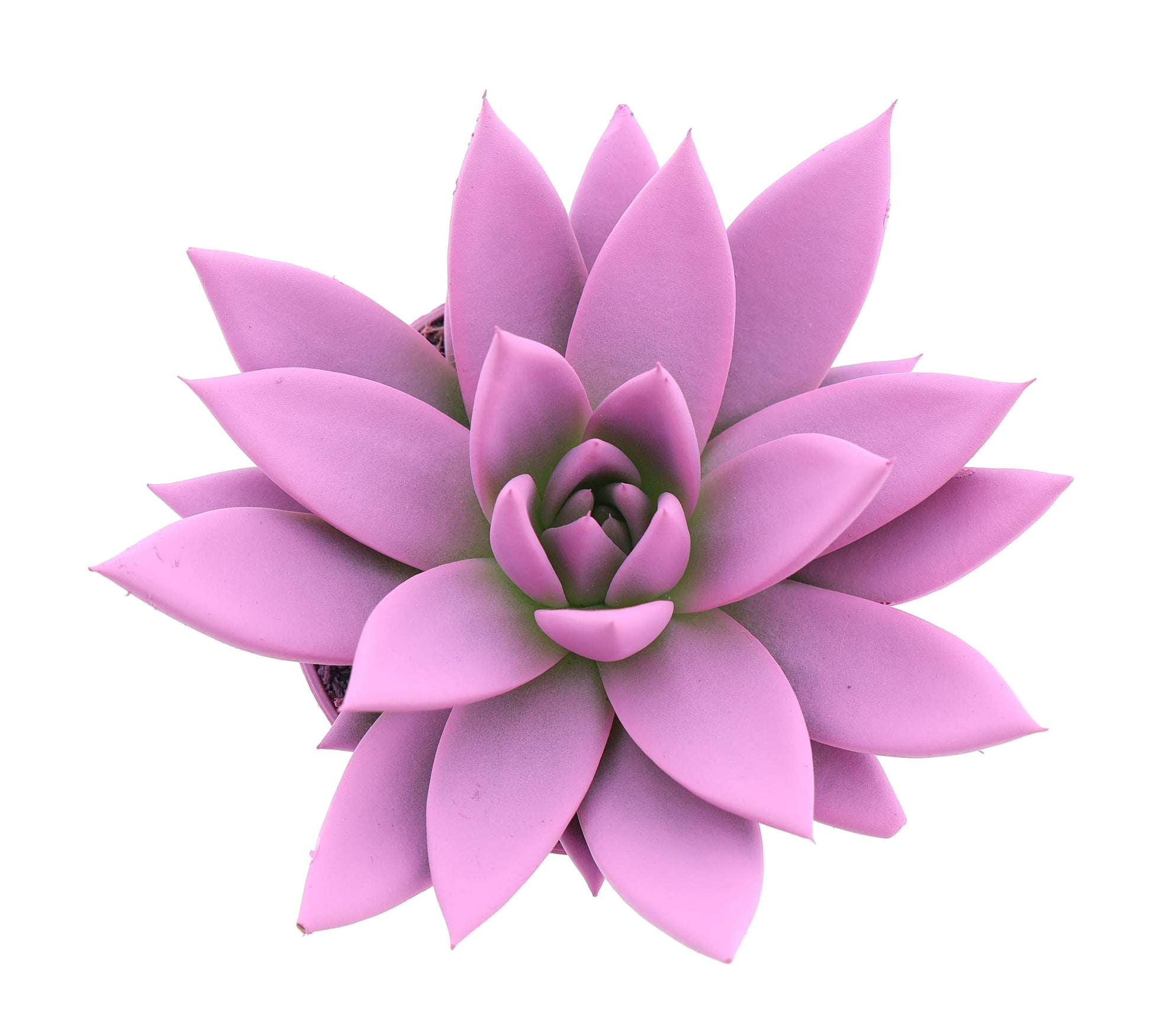 Rainbow pink 10cm 8.5cm Pot