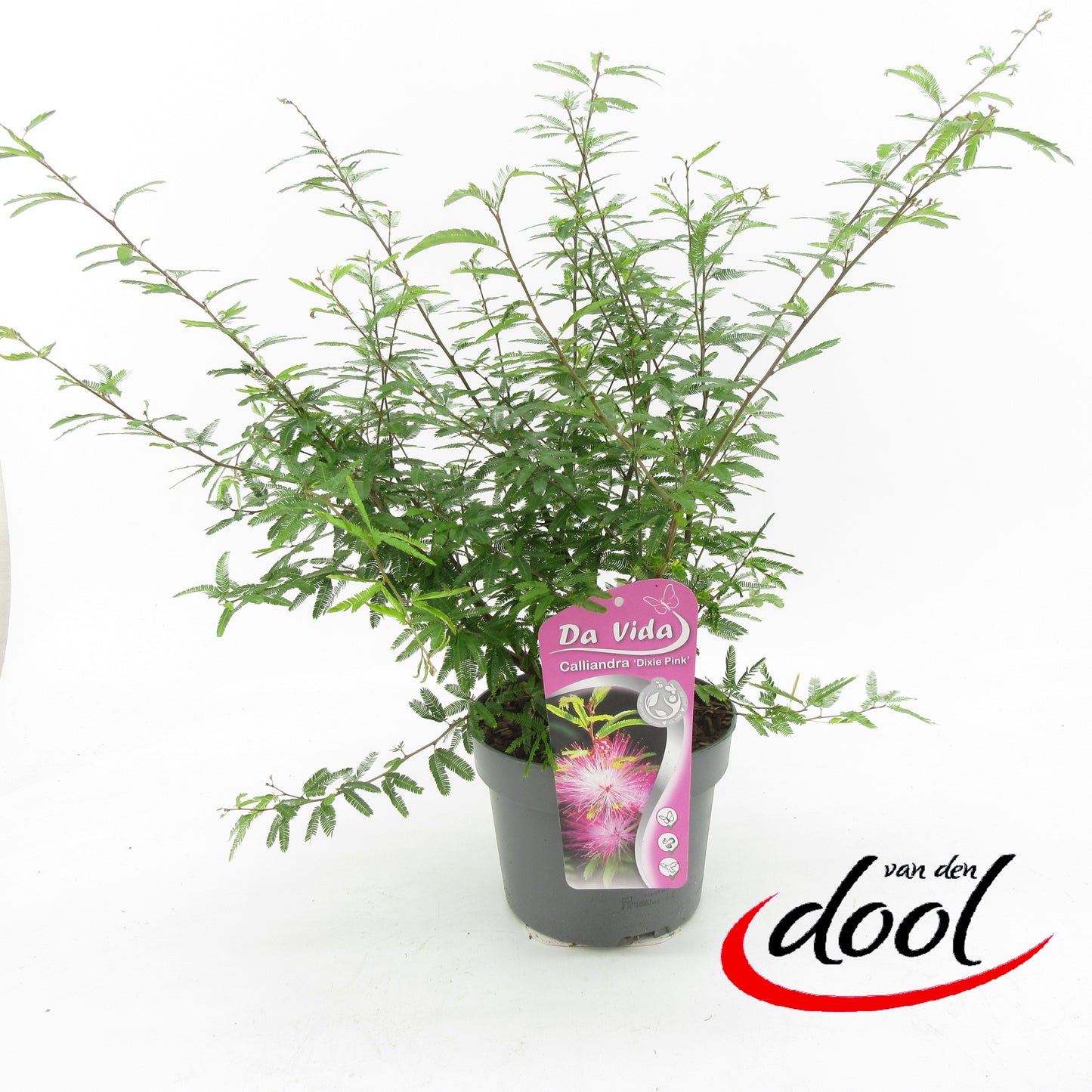 Calliandra sur. Dixie Pink 40cm 19cm Pot