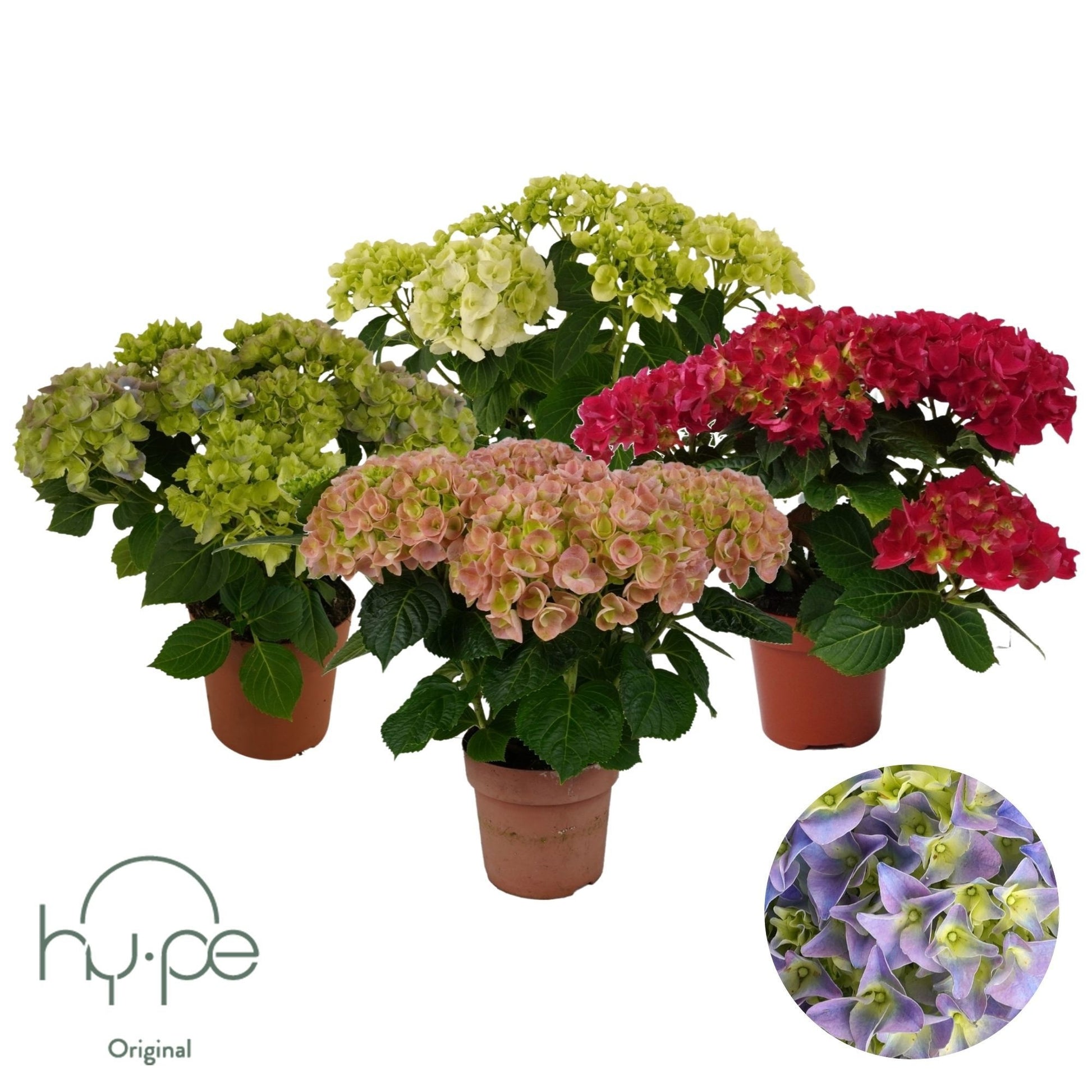 Schie, Sjaak van Hydr. mac. Mophead mix Pack of 6