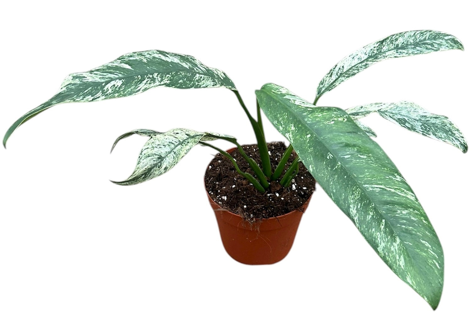 Epipremnum 25cm 14cm Pot