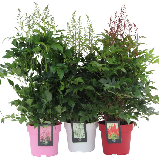 Astilbe 'Elisabeth van Veen' 60cm 23cm Pot
