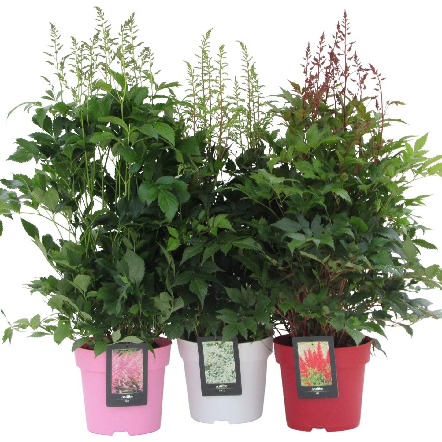 Florizon Plants Astilbe 'Elisabeth van Veen' Pack of 1