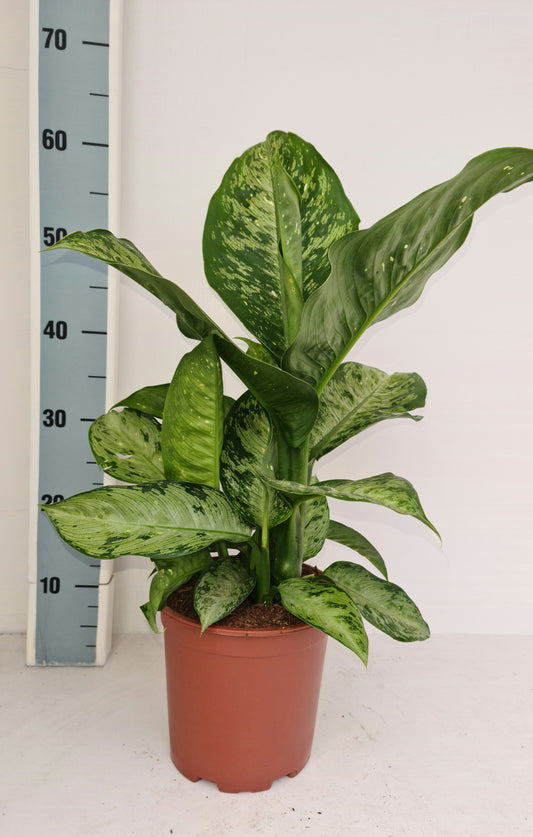 Dieffenbachia Memoria Corsii 70cm 19cm Pot