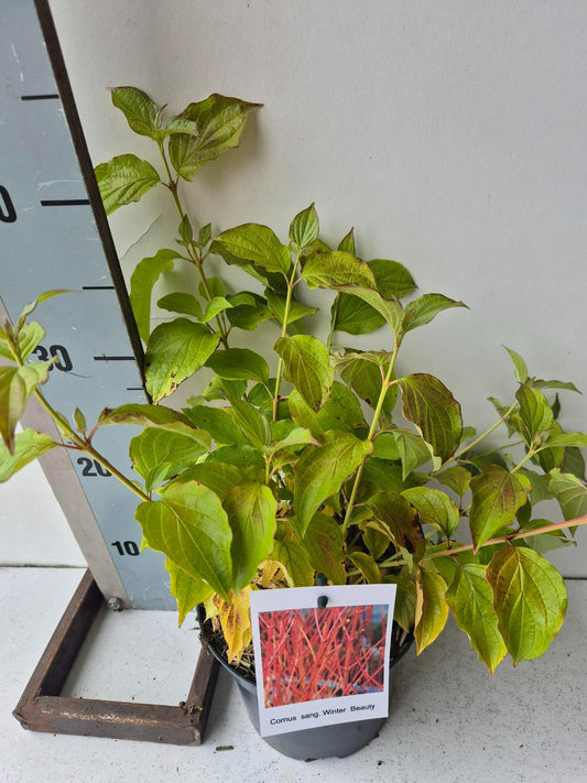 cornus-san-winter-beauty-40cm-17cm-pot