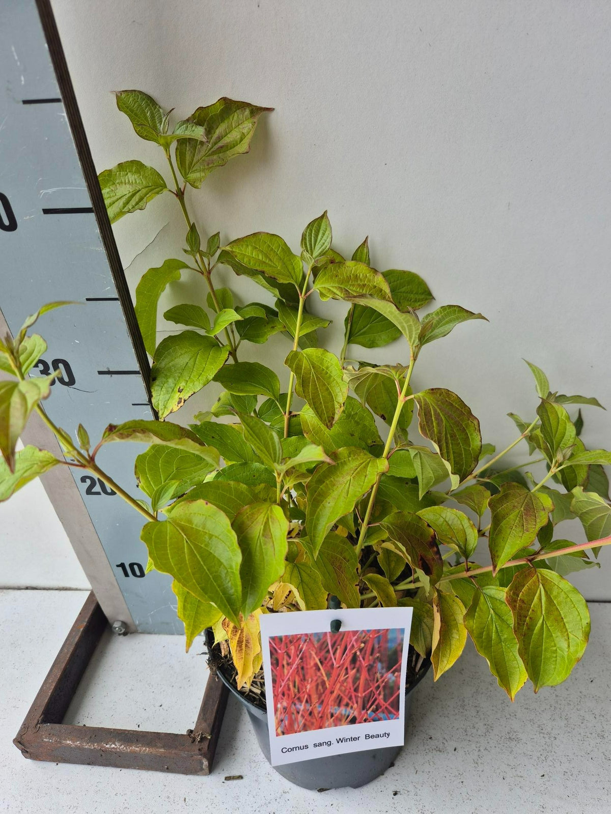 Cornus san. Winter Beauty 40cm 17cm Pot