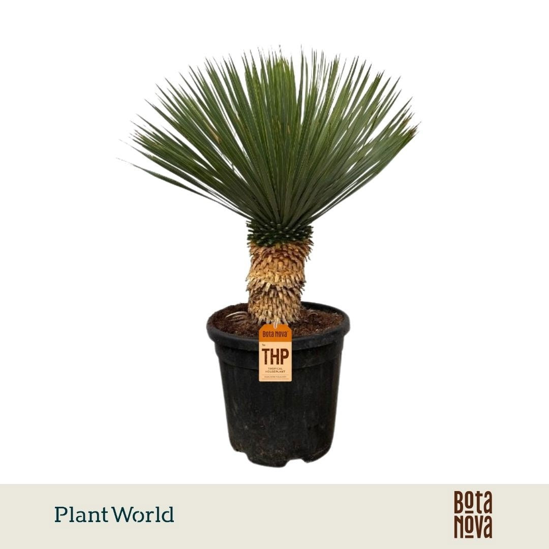 Yucca rostrata 70cm 30cm Pot