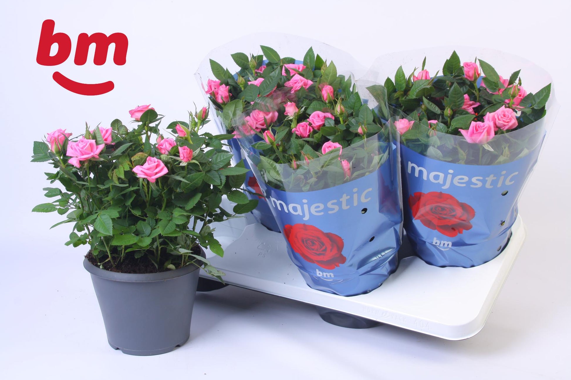 BM Roses Rosa Jewel Sparkling Pack of 4