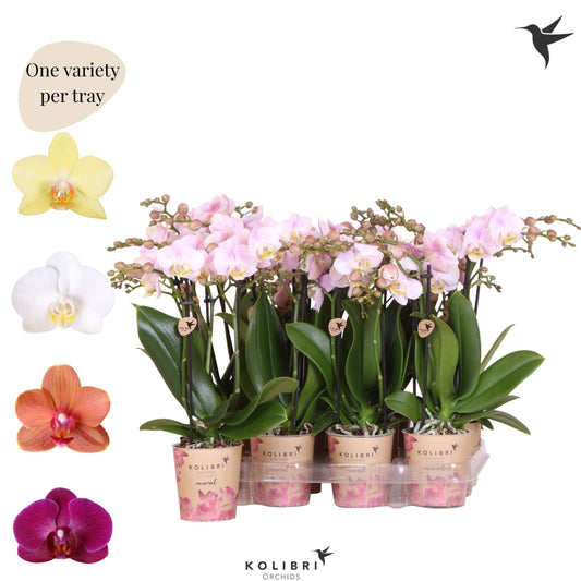 Kolibri Orchids Phalaenopsis Mineral diverse 3 spike 40cm 9cm Pot