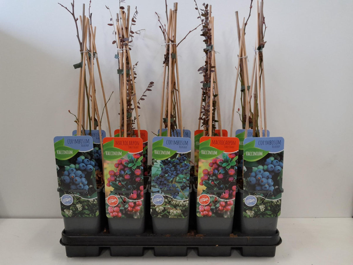 Vaccinium corymbosum 60cm 14cm Pot