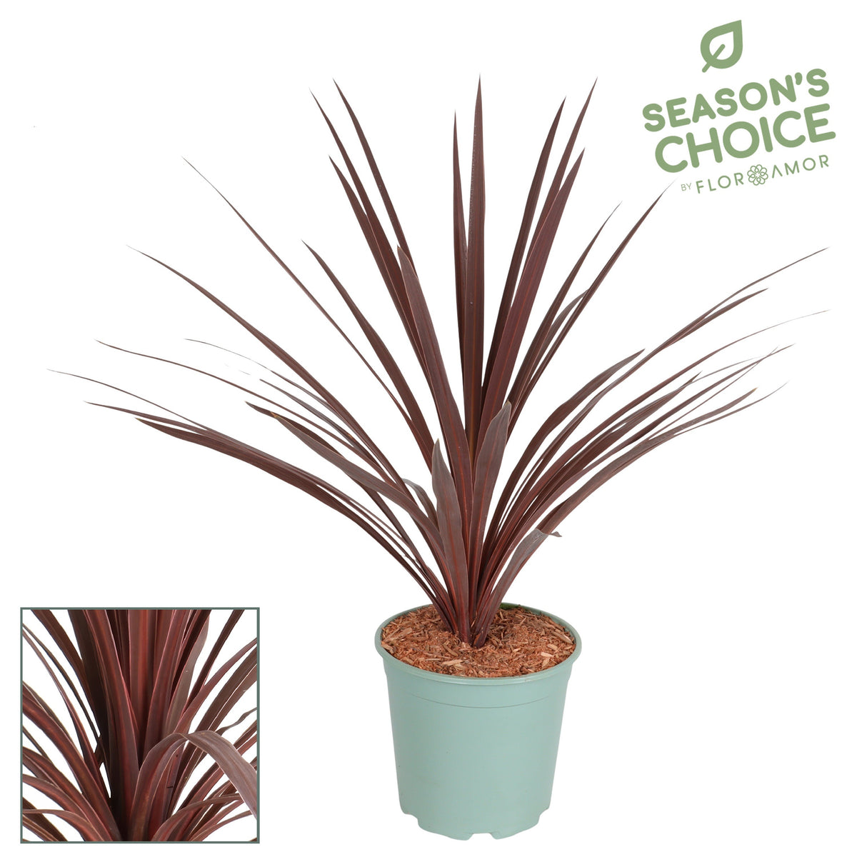 Cordyline australis Red Star 90cm 21cm Pot