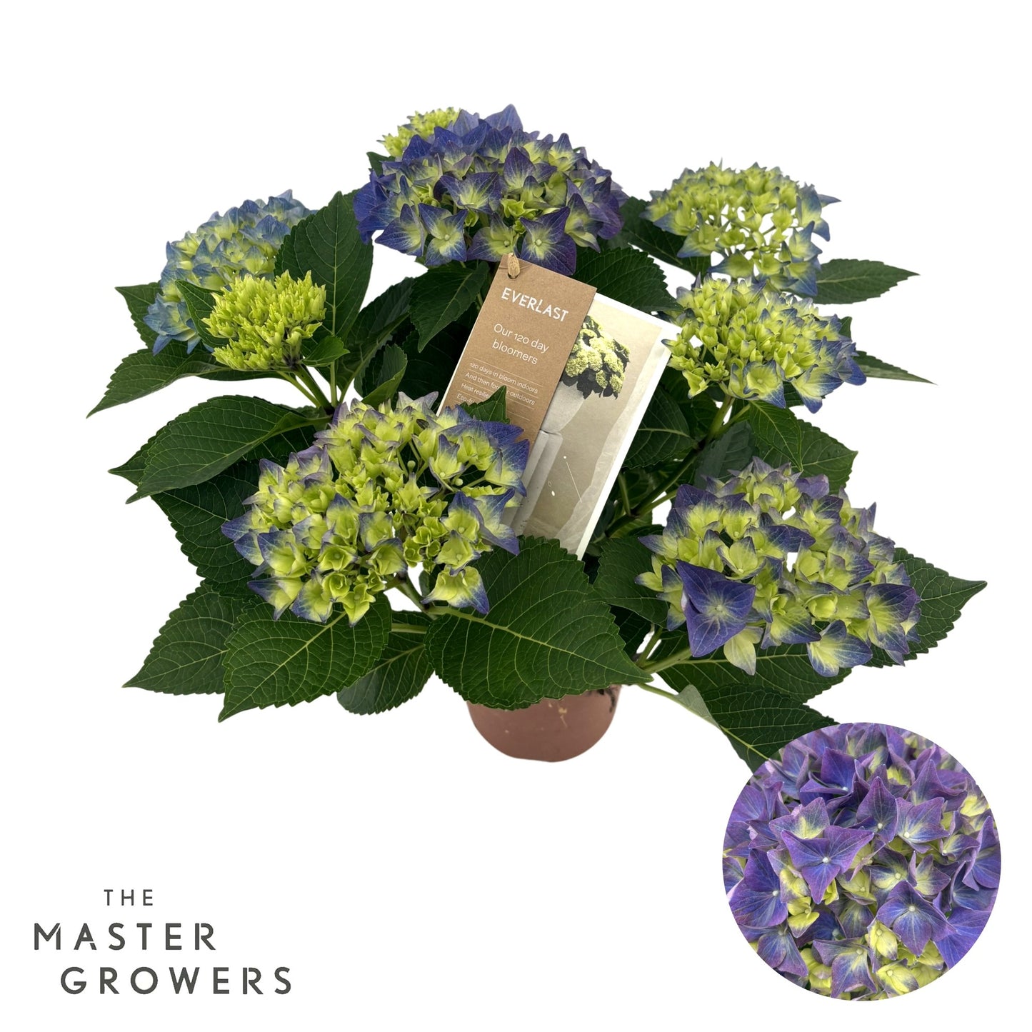 Hydrangea macr. Hi Everlast blue 40cm 14cm Pot