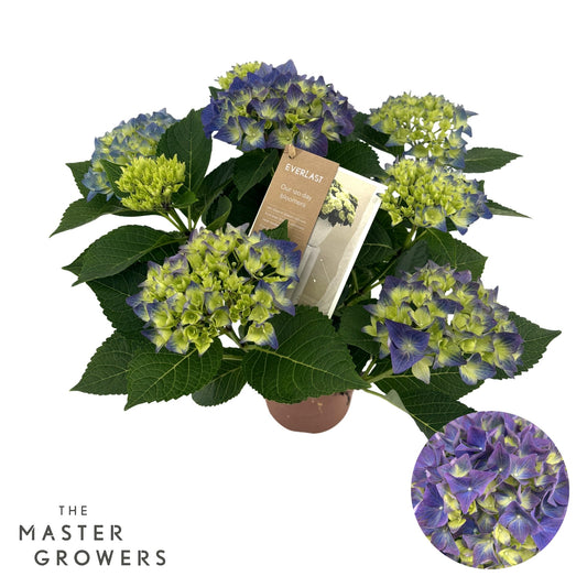 Hydrangea macr. Hi Everlast blue 40cm 14cm Pot