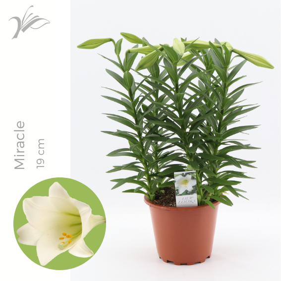 Lilium longiflorum Miracle 50cm 19cm Pot