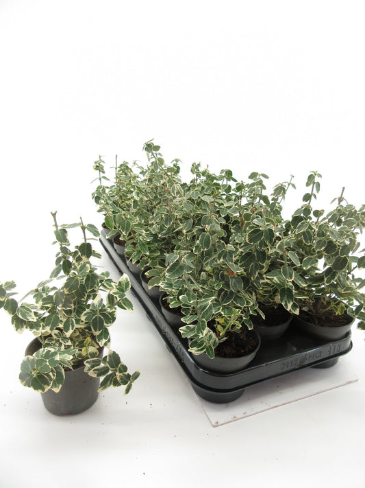 Euonymus Emerald Gaiety 20cm 9cm Pot