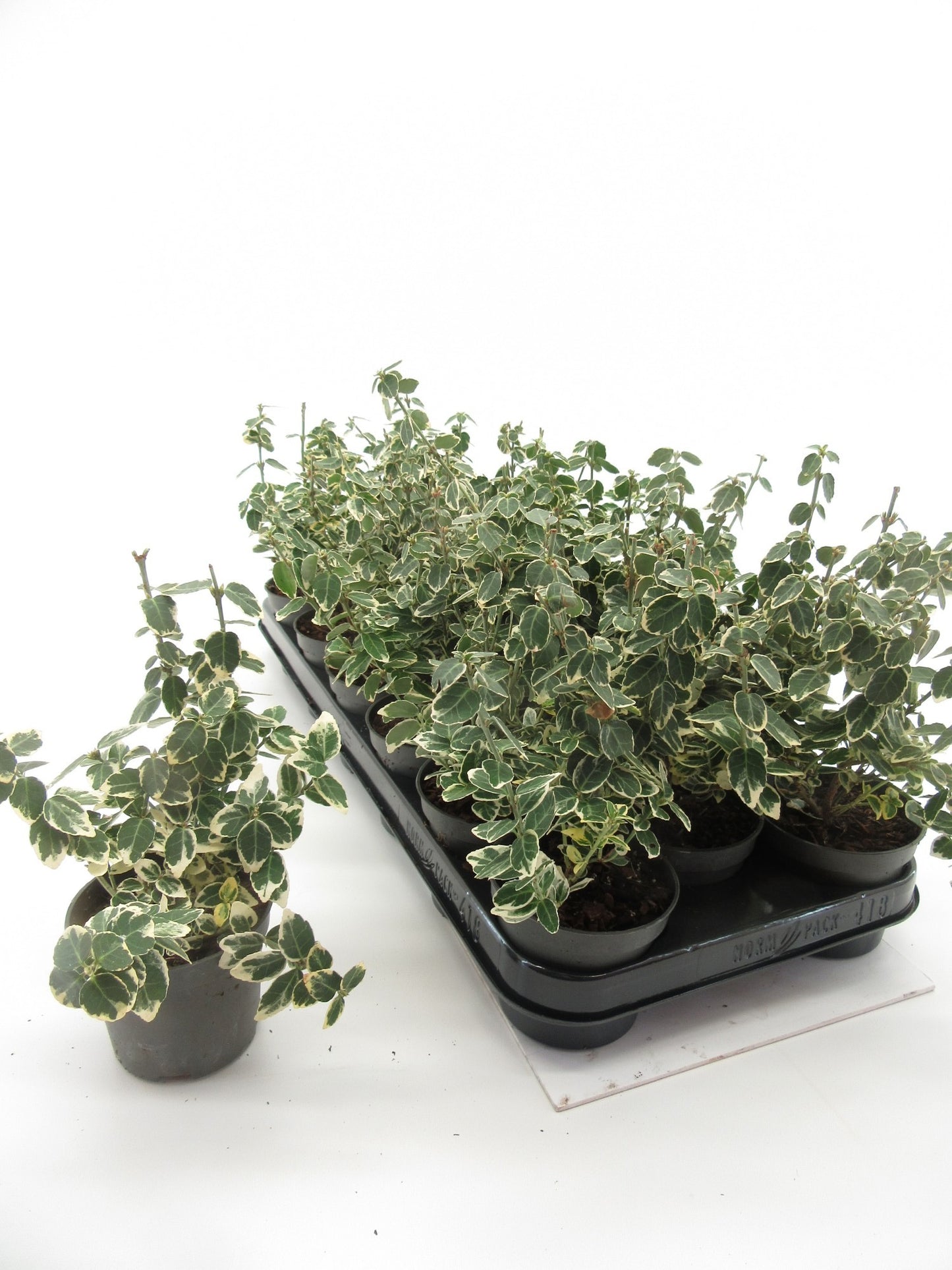Euonymus Emerald Gaiety 20cm 9cm Pot
