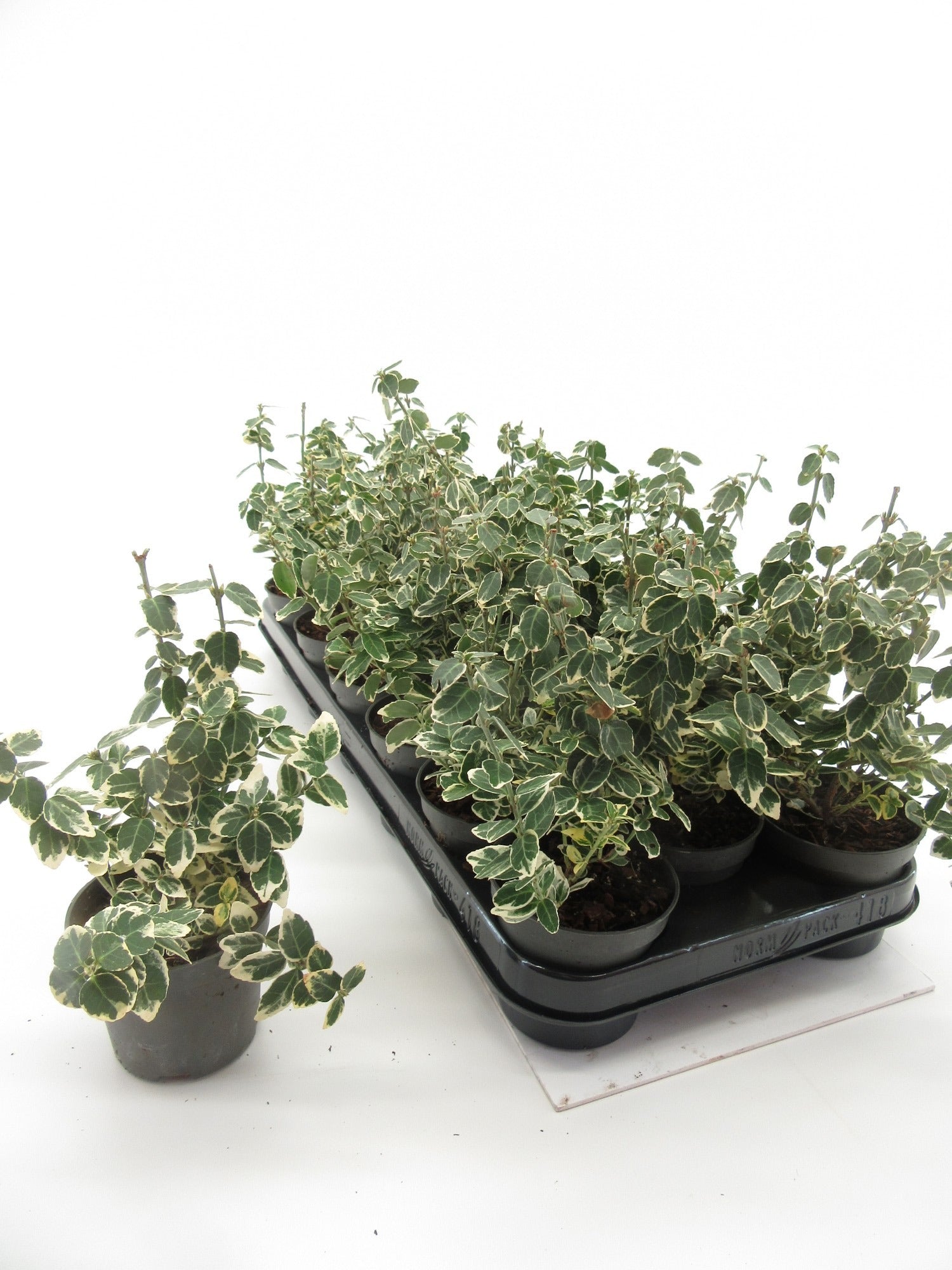 Euonymus Emerald Gaiety 20cm 9cm Pot
