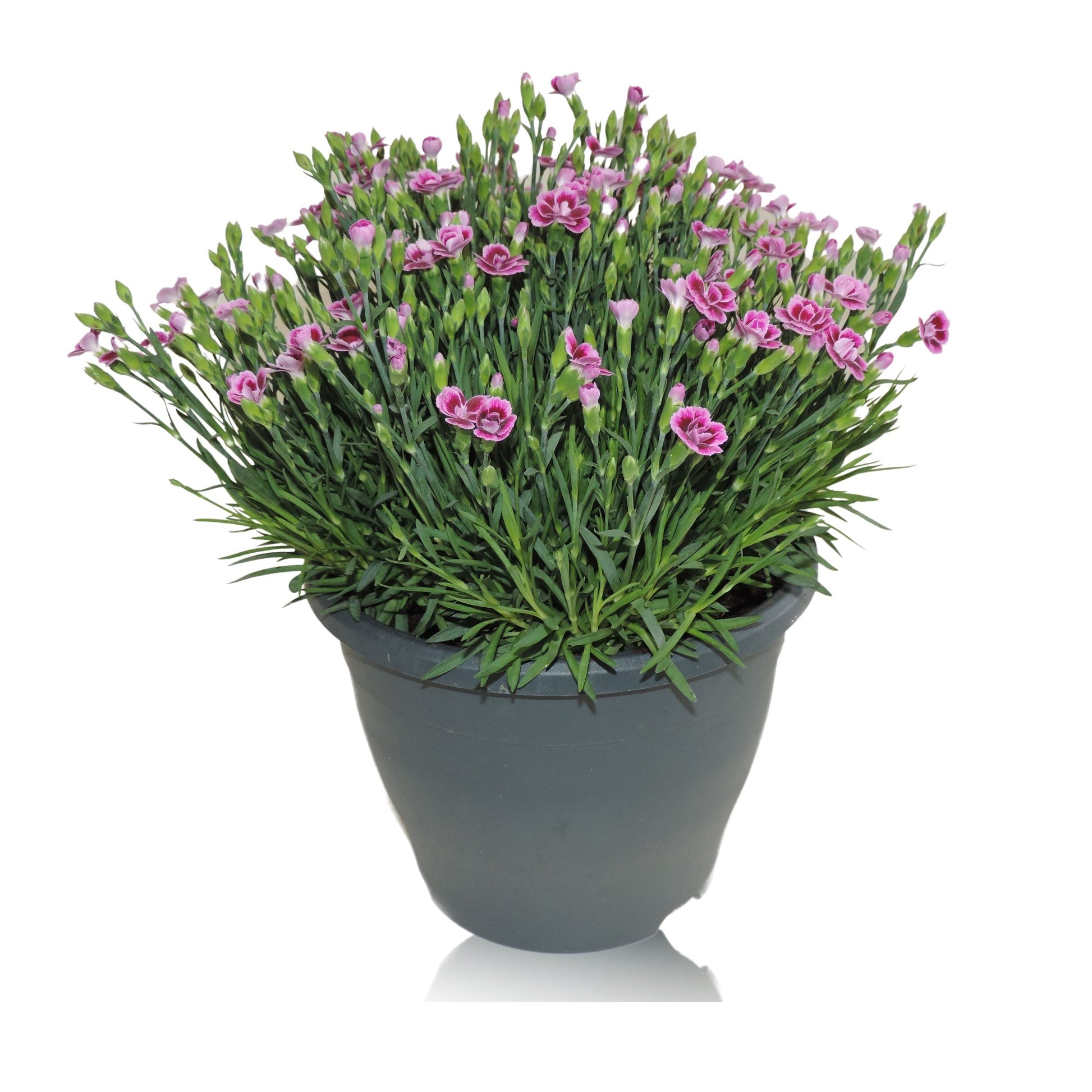 Dianthus Pink Kisses 35cm 23cm Pot